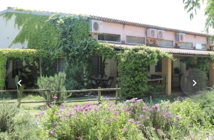 Il Piccolo Borgo Leilighet Montalto di Castro Eksteriør bilde